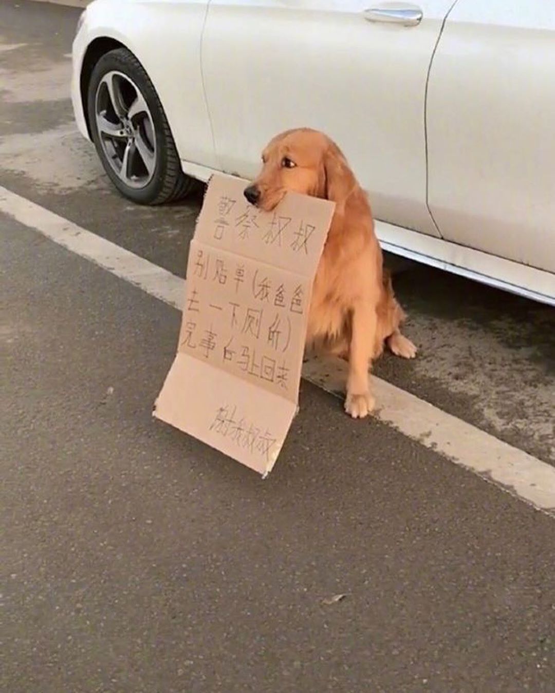 dog-with-cardboard